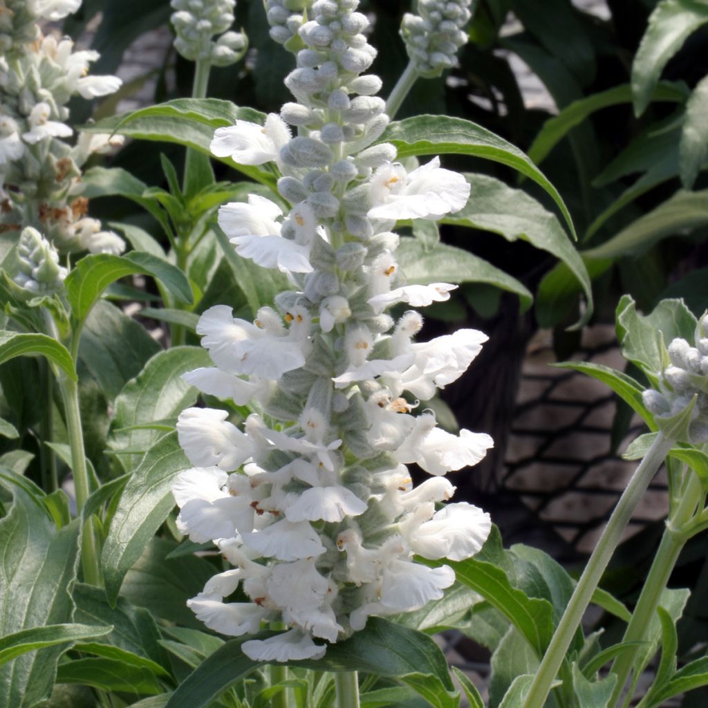 Härmesalvia Cirrus White (siemenet)