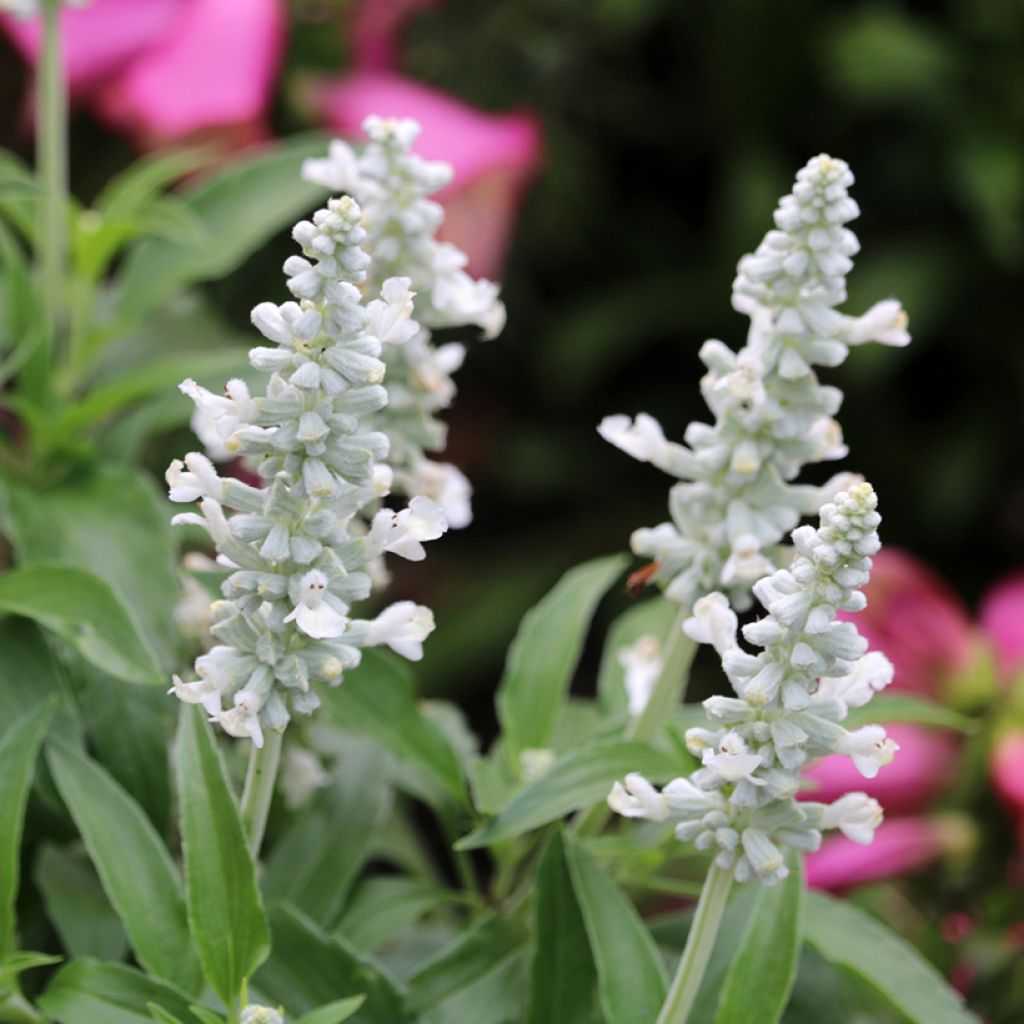 Härmesalvia Cirrus White (siemenet)