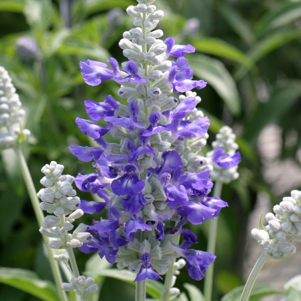 Härmesalvia Strata Blue and White (siemenet)