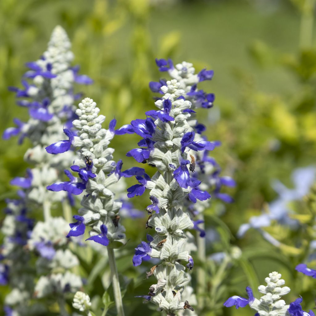 Härmesalvia Strata Blue and White (siemenet)