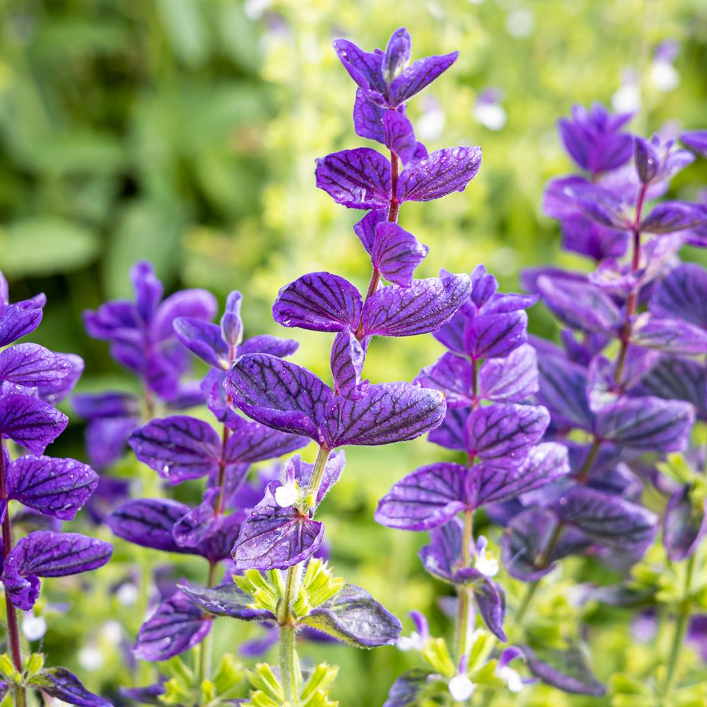 Kirjosalvia Blue Monday (siemenet)