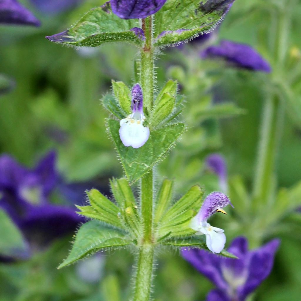 Kirjosalvia Blue Monday (siemenet)