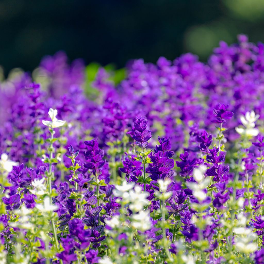 Kirjosalvia Blue Monday (siemenet)