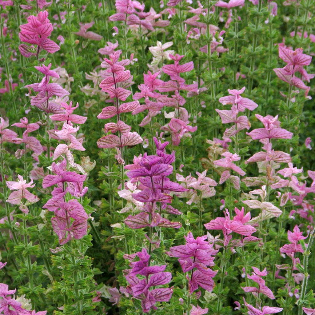 Kirjosalvia Pink Sundae (siemenet)