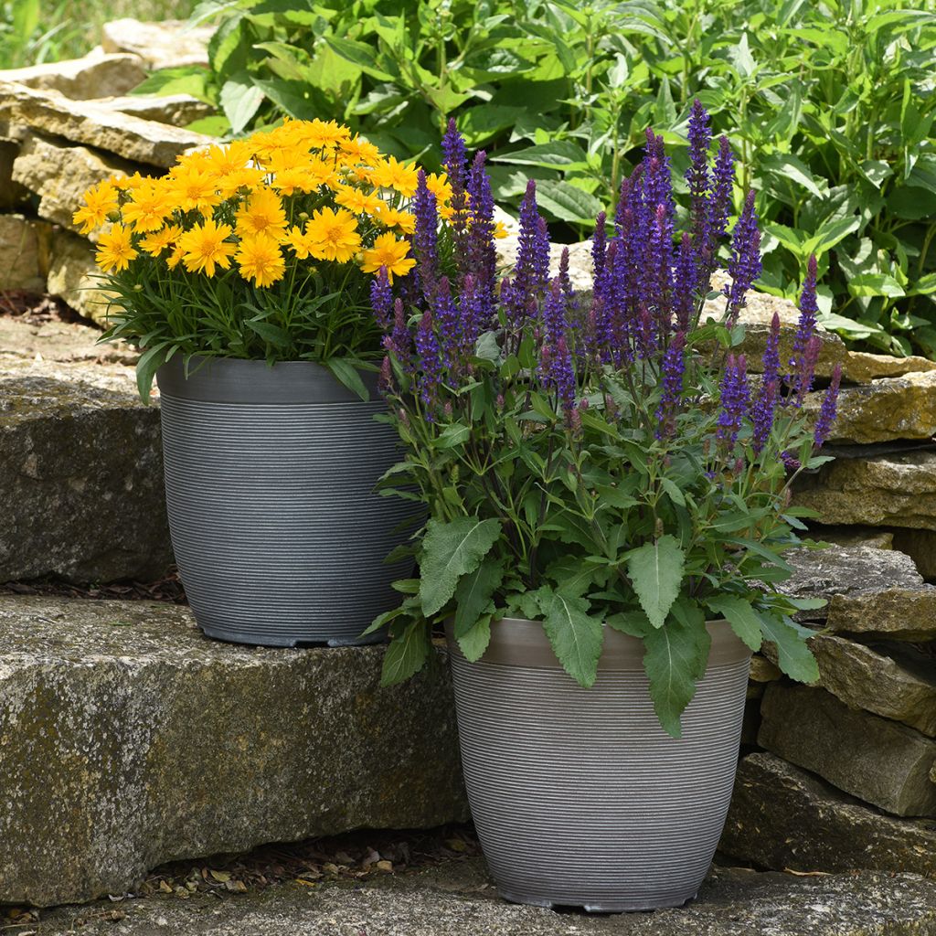 Lehtosalvia Salvatore Blue (siemenet)