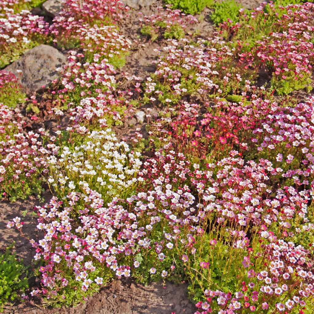 Patjarikko Rockery Hybrids Mix (siemenet)