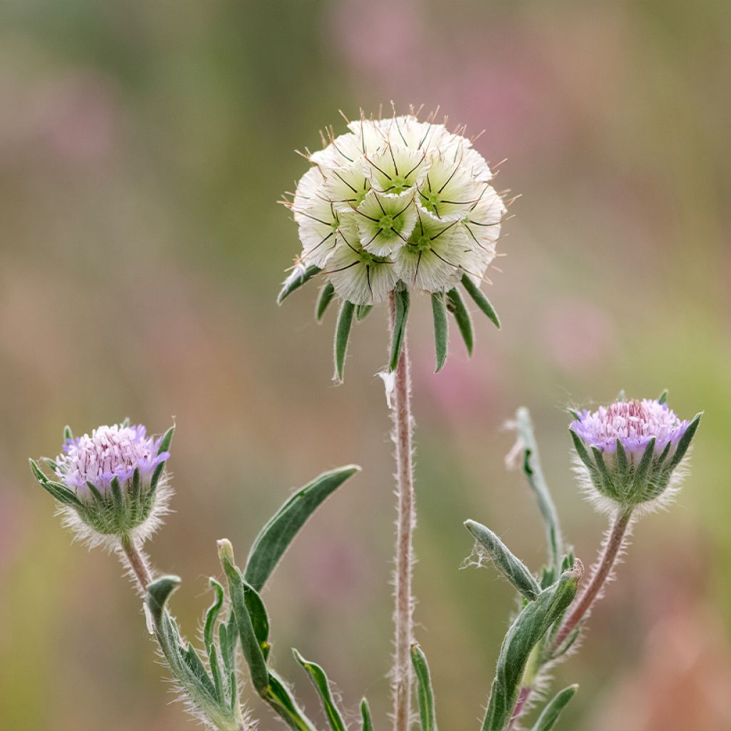 Tähtitörmäkukka (siemenet) - Lomelosia stellata