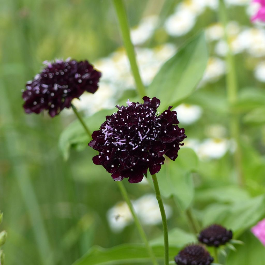 Koreatörmäkukka Black Knight (siemenet)