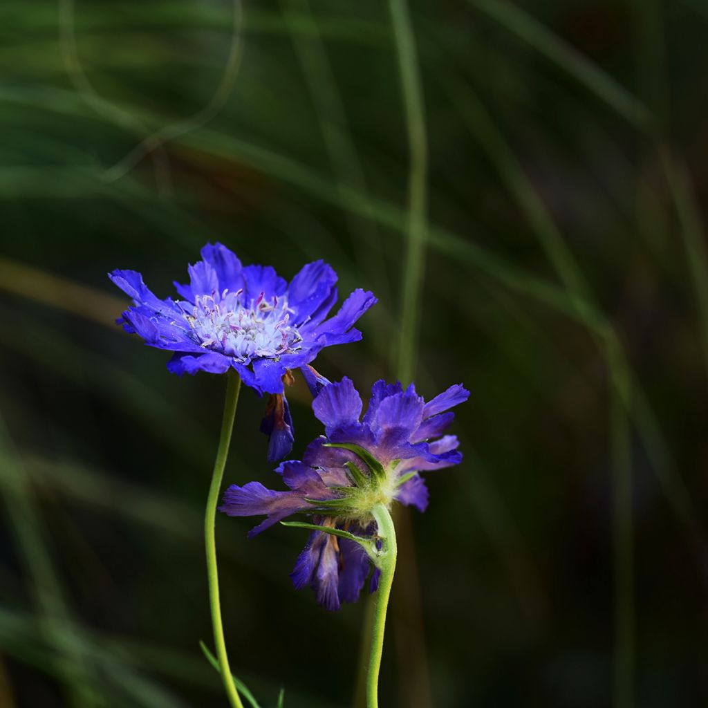 Kaukasiantörmäkukka Fama Deep Blue (siemenet)