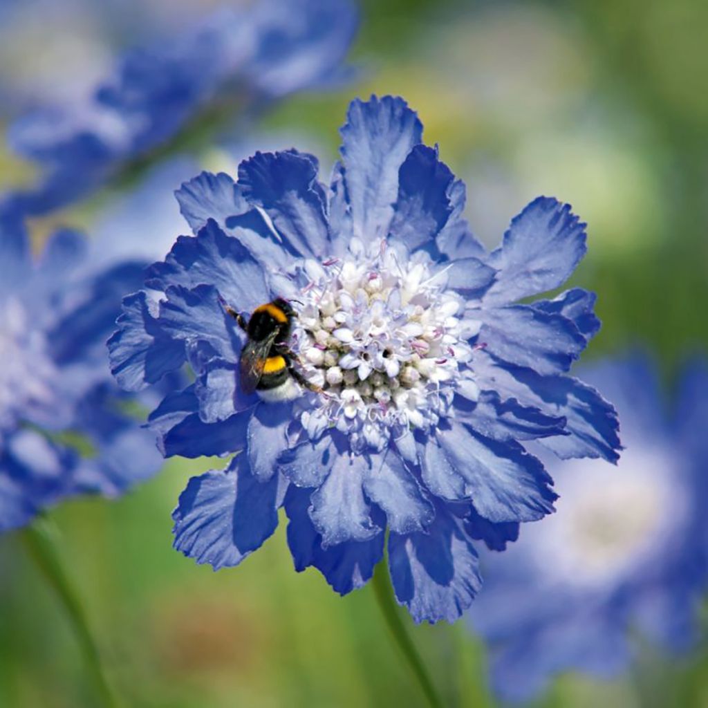Kaukasiantörmäkukka Fama Deep Blue (siemenet)