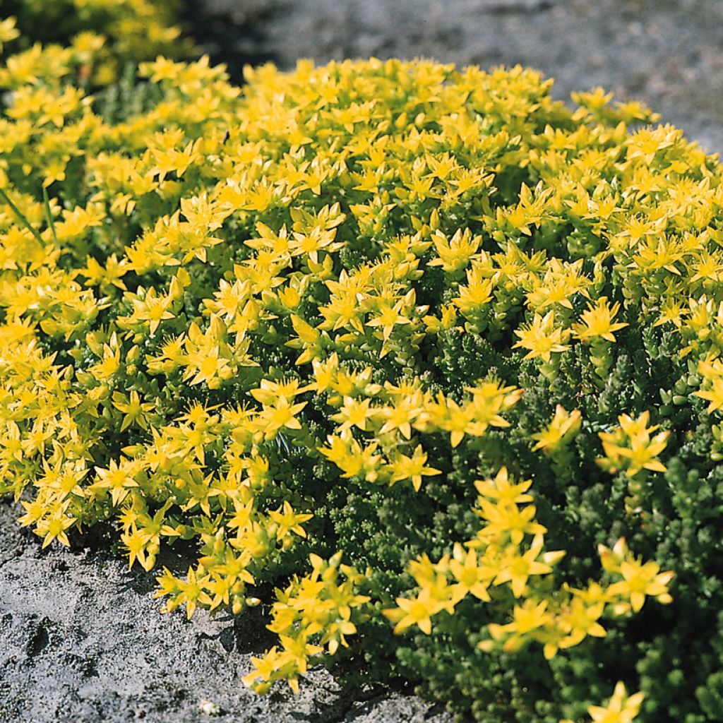 Keltamaksaruoho (siemenet) - Sedum acre