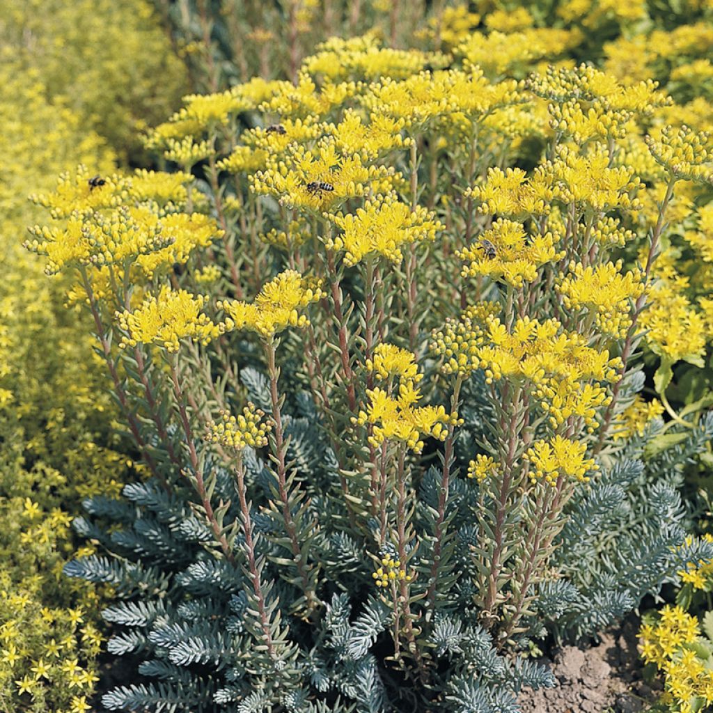 Kalliomaksaruoho (siemenet) - Sedum rupestre