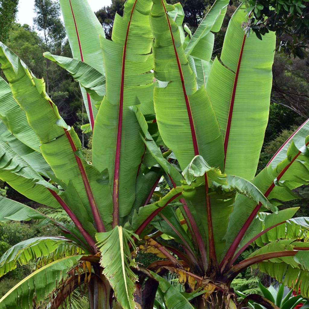 Ensete glaucum (siemenet)