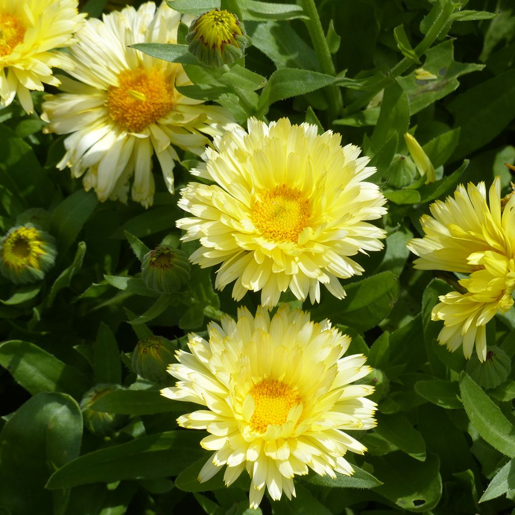 Kehäkukka Double Lemon (siemenet)