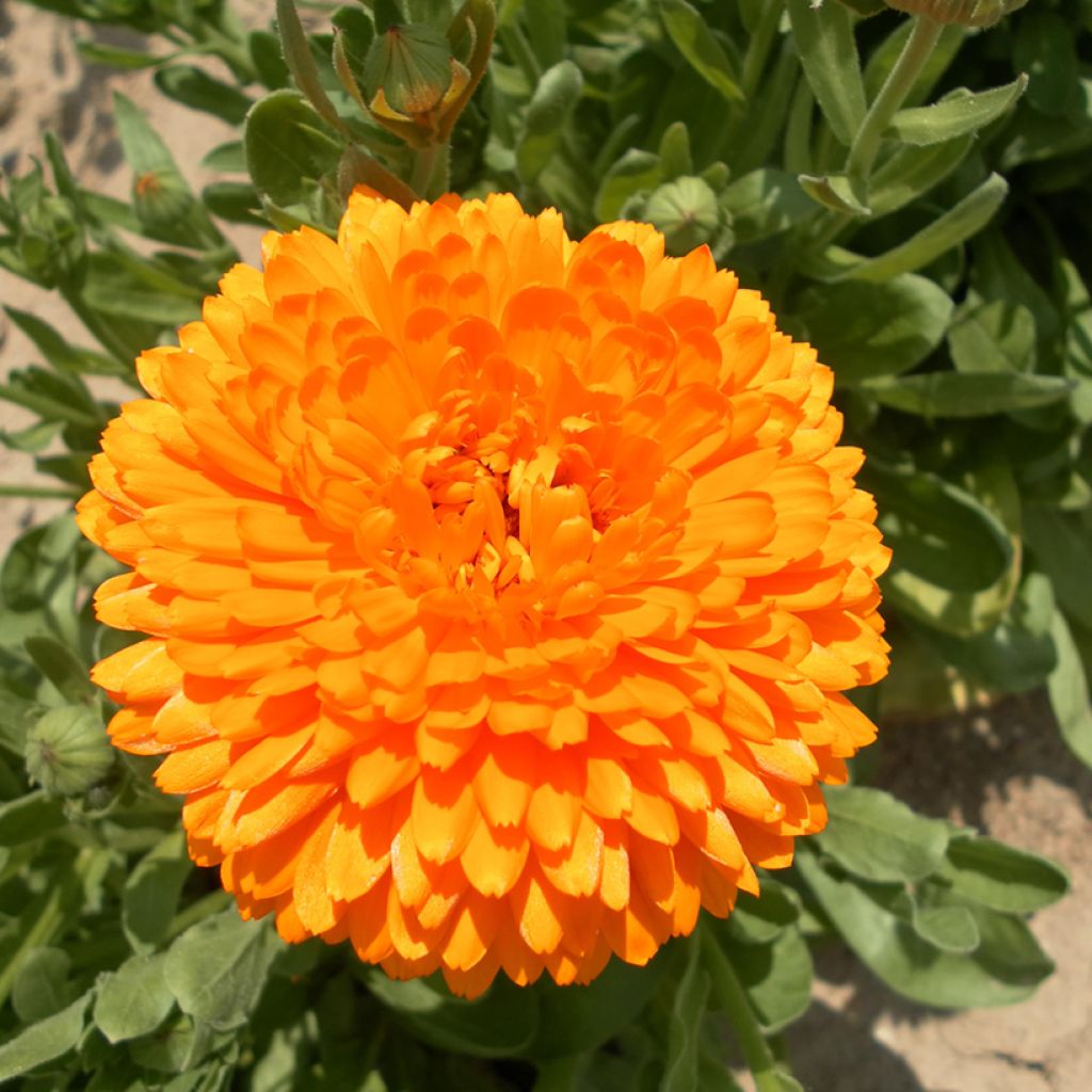 Kehäkukka Pacific Beauty Flame (siemenet)