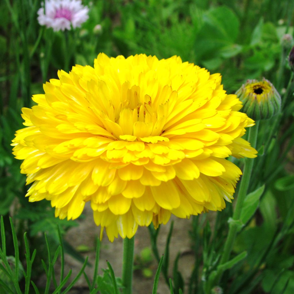 Kehäkukka Pacific Beauty Lemon (siemenet)