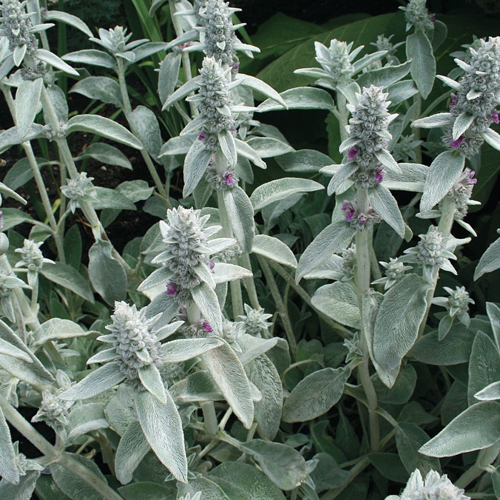 Nukkapähkämö (siemenet) - Stachys byzantina