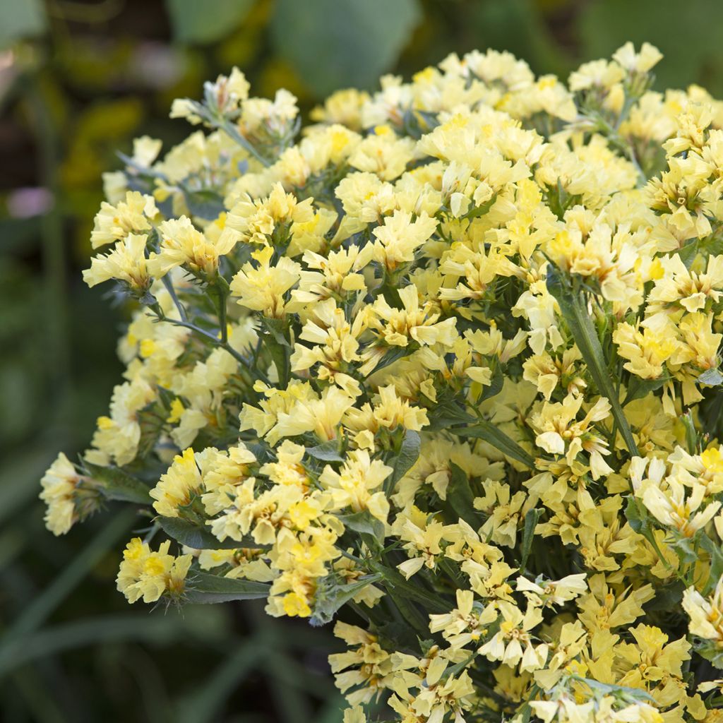 Sini-ikiviuhko (siemenet) - Limonium sinuatum subsp. bonduellei