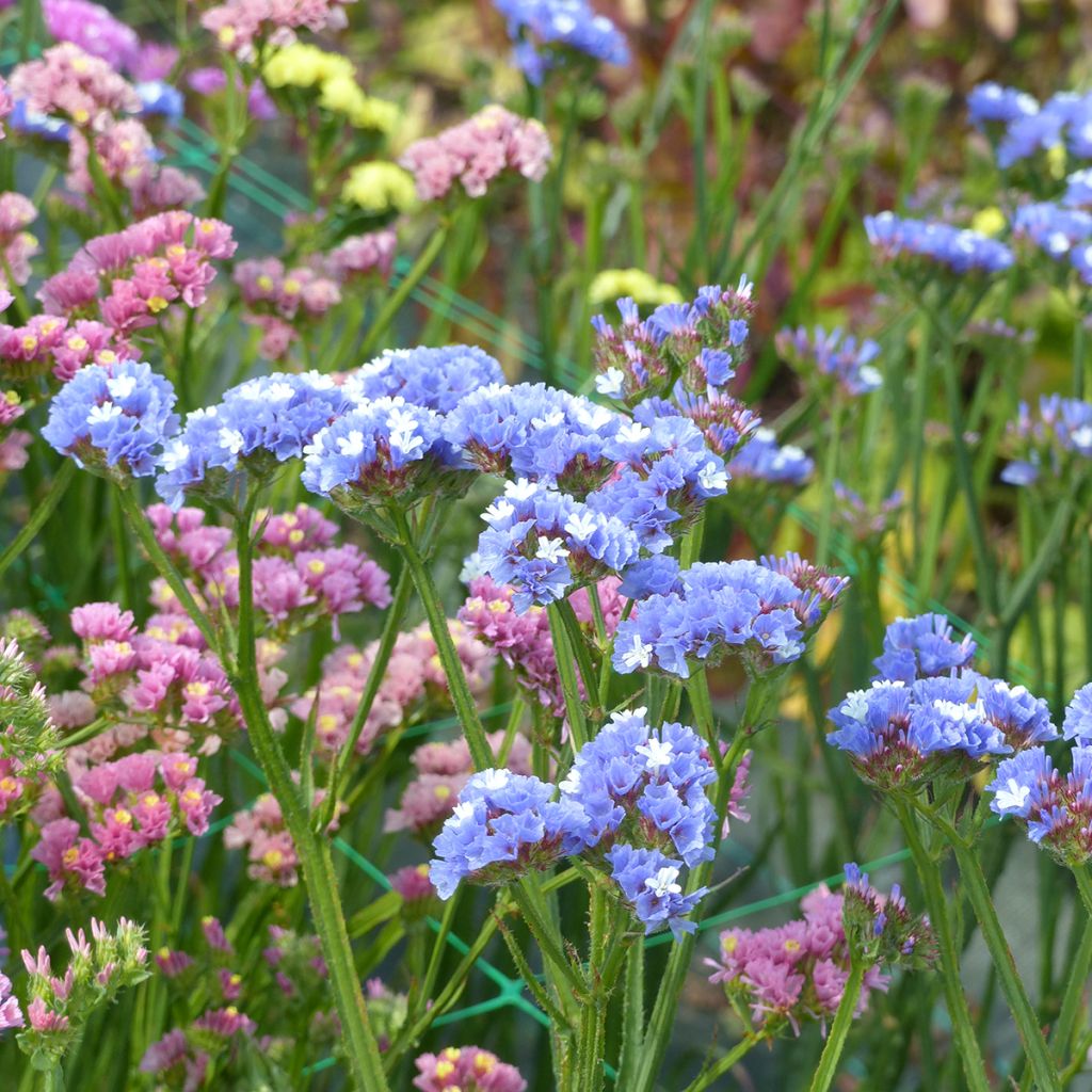 Sini-ikiviuhko Sky Blue (siemenet)