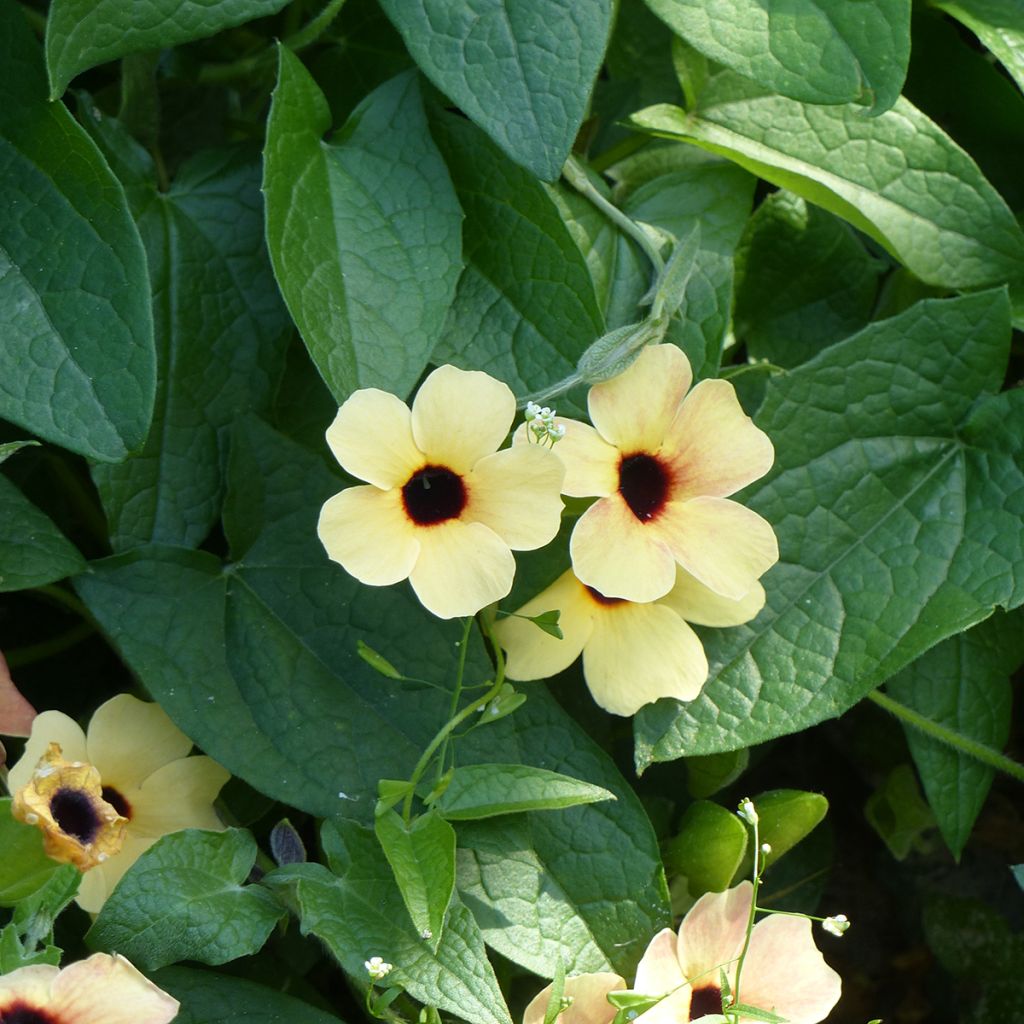 Mustasilmäsusanna Peach Eye (siemenet)