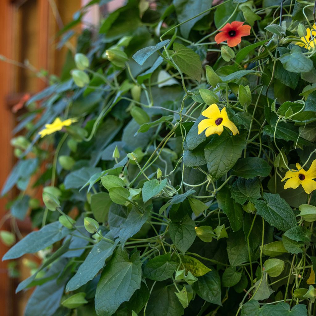 Mustasilmäsusanna (siemenet) - Thunbergia alata