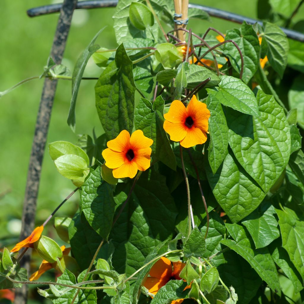 Mustasilmäsusanna (siemenet) - Thunbergia alata