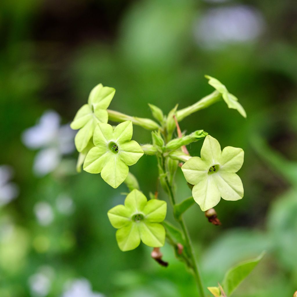 Valkotupakka Grandiflora (siemenet)