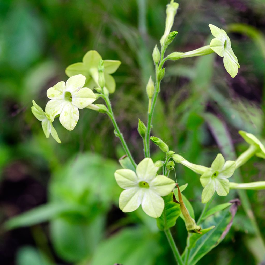 Valkotupakka Grandiflora (siemenet)