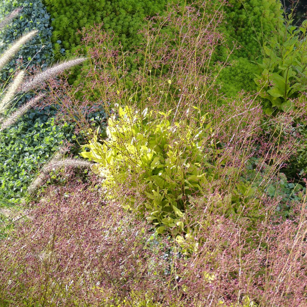 Talinum paniculatum (siemenet)