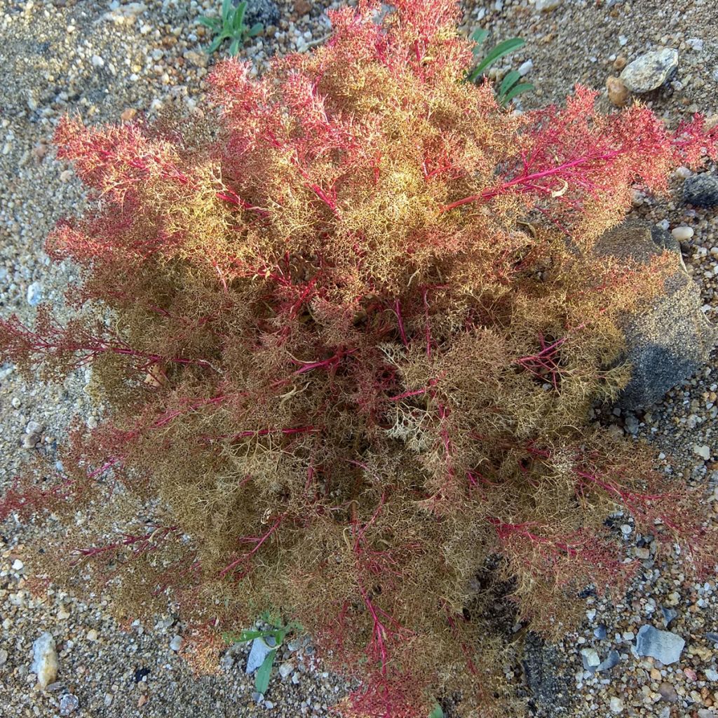 Dysphania aristata Seafoam (siemenet)