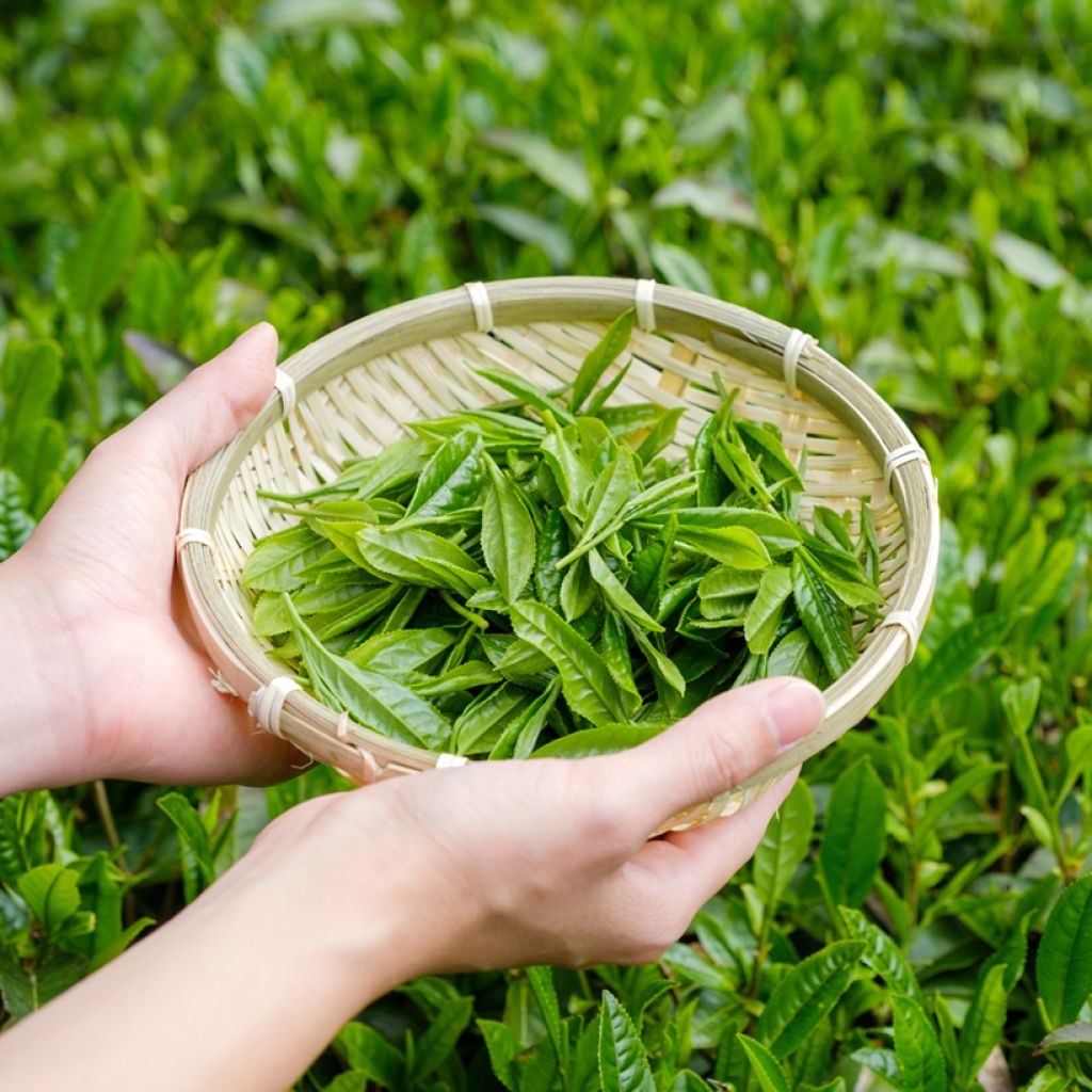 Teepensas (siemenet) - Camellia sinensis