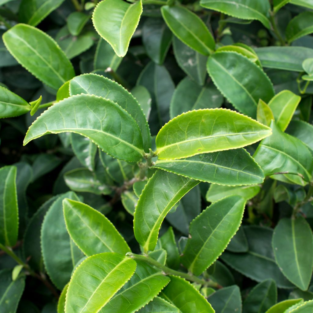 Teepensas (siemenet) - Camellia sinensis