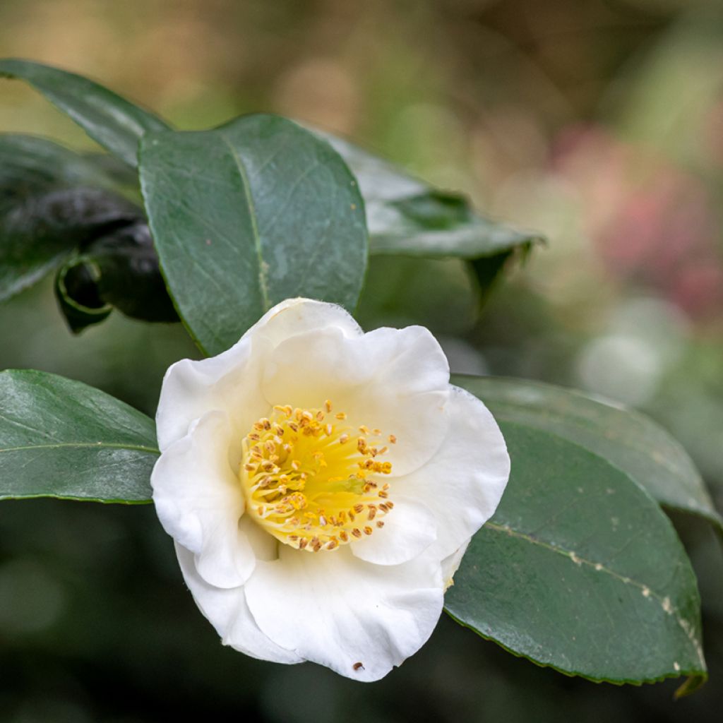 Teepensas (siemenet) - Camellia sinensis