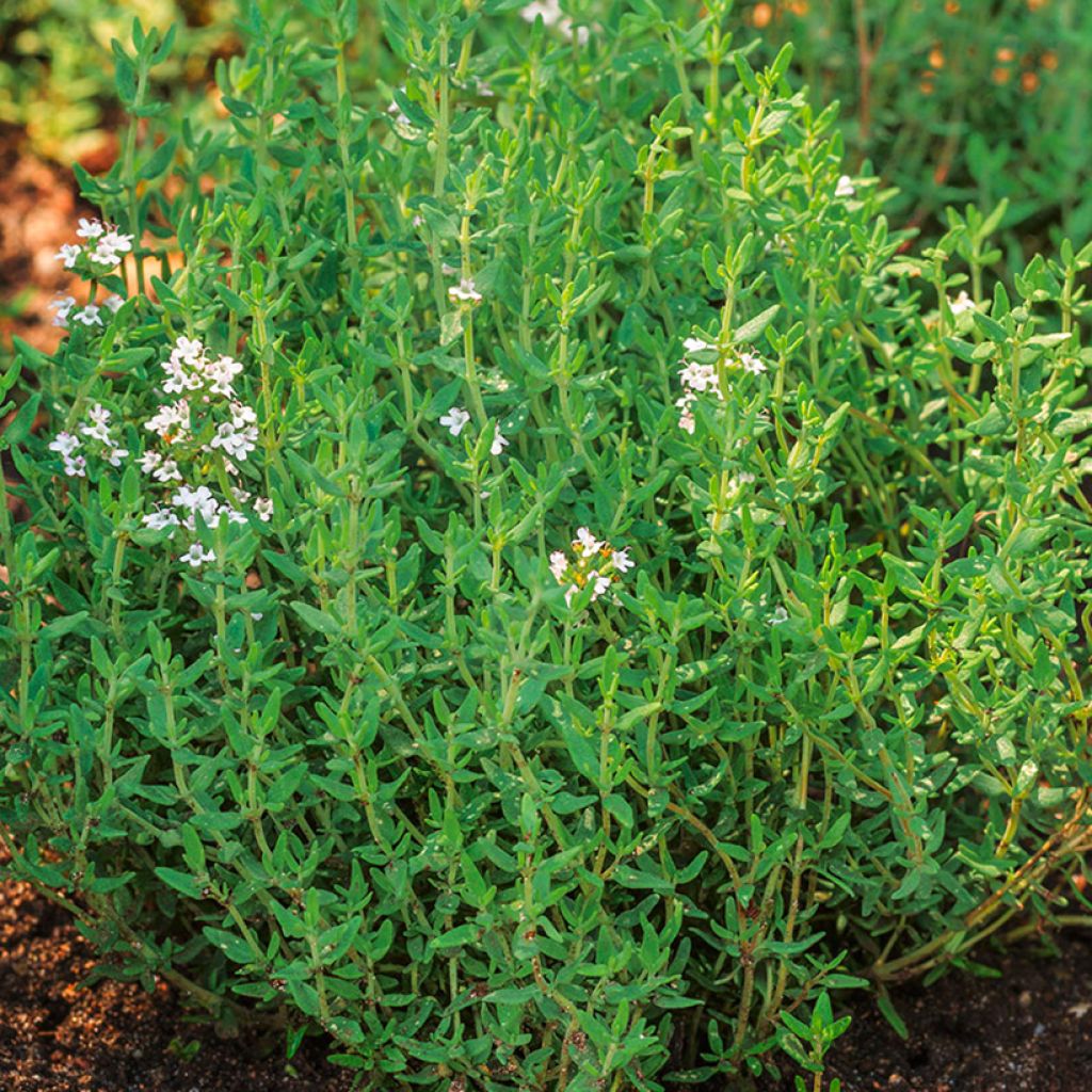 Tarha-ajuruoho (timjami) Summer luomu