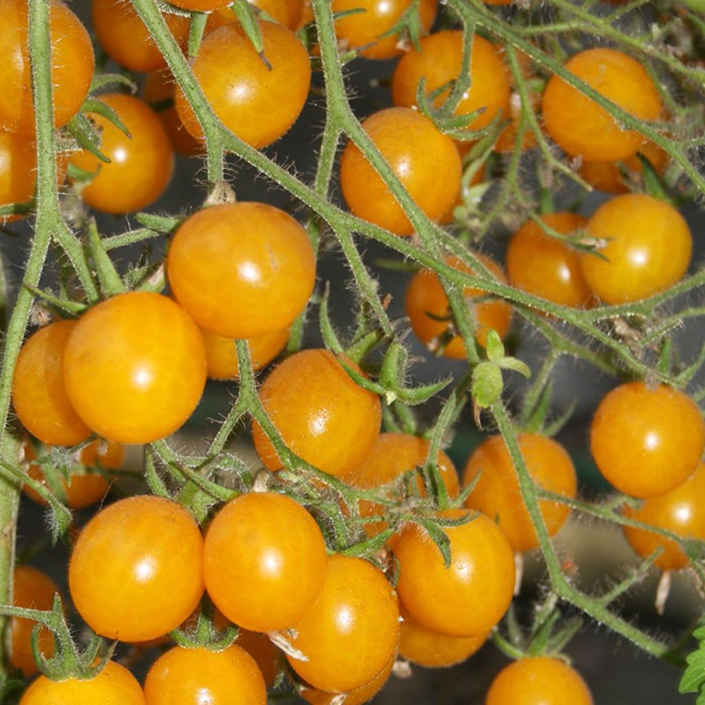 Kirsikkatomaatti Yellow Clementine luomu