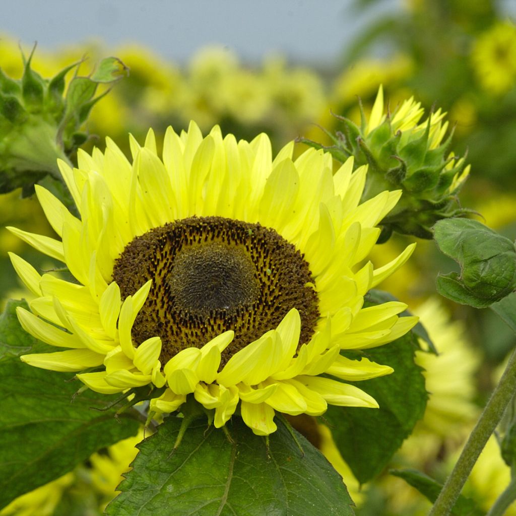 Isoauringonkukka Garden Statement (siemenet)