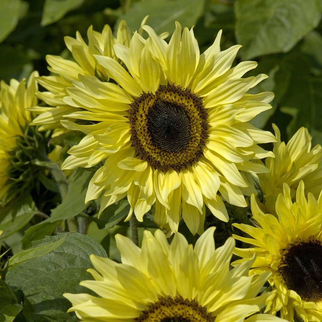 Isoauringonkukka Garden Statement (siemenet)