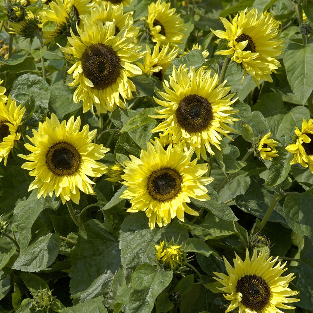 Isoauringonkukka Garden Statement (siemenet)