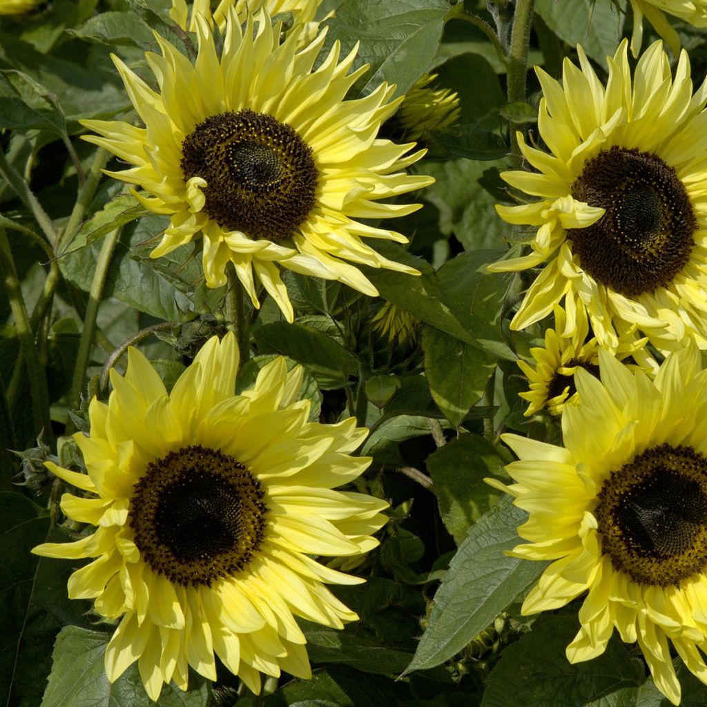 Isoauringonkukka Garden Statement (siemenet)