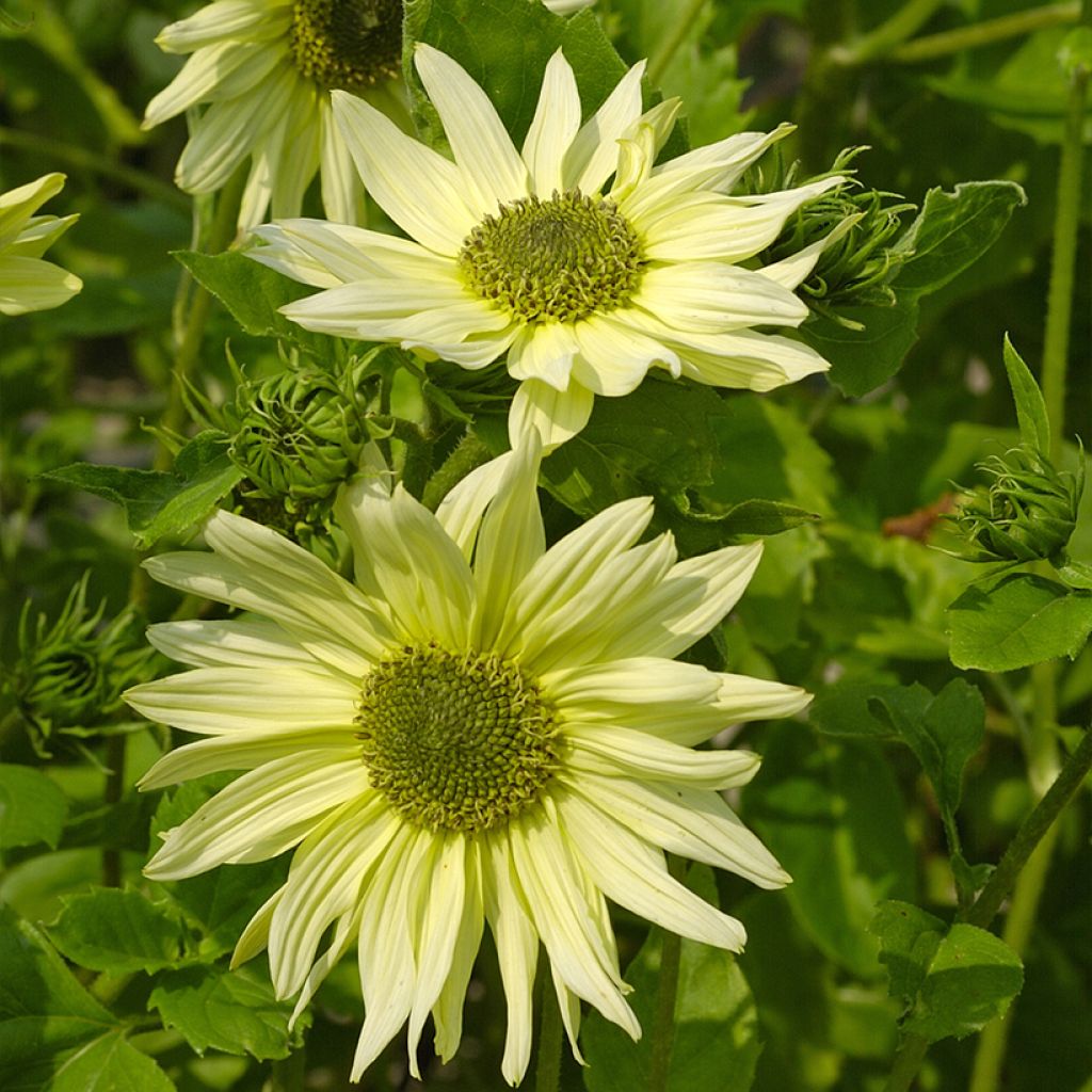 Isoauringonkukka Italian Green Heart (siemenet)