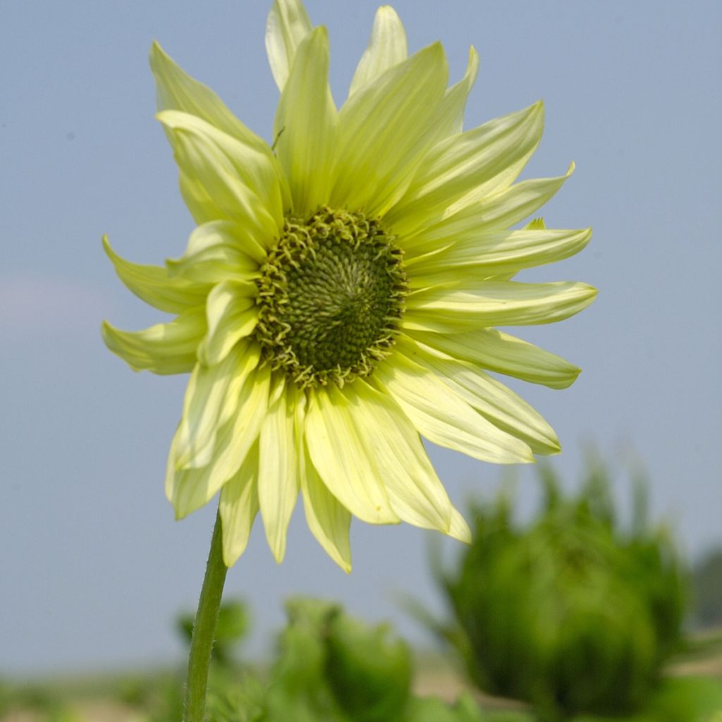 Isoauringonkukka Italian Green Heart (siemenet)