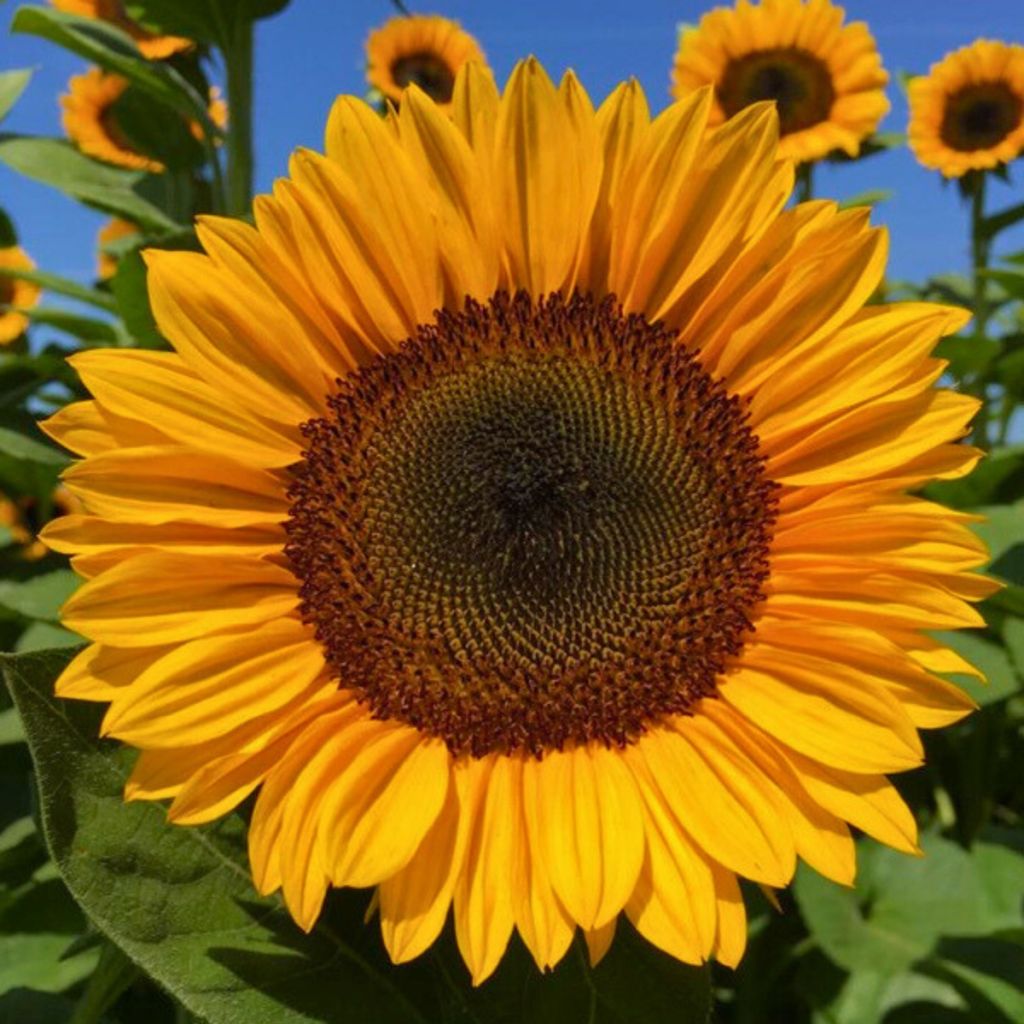 Isoauringonkukka Pro-Cut Orange Excel (siemenet)