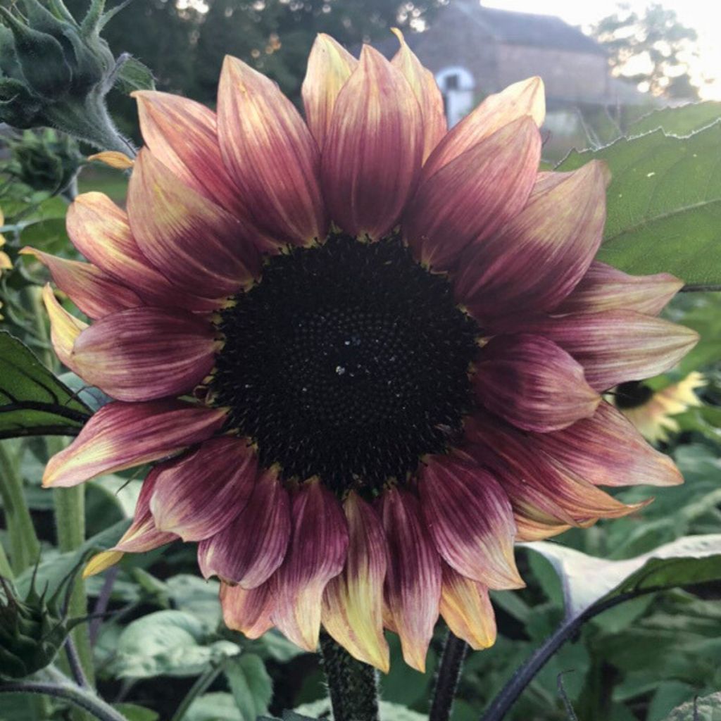 Isoauringonkukka Pro-Cut Plum (siemenet)