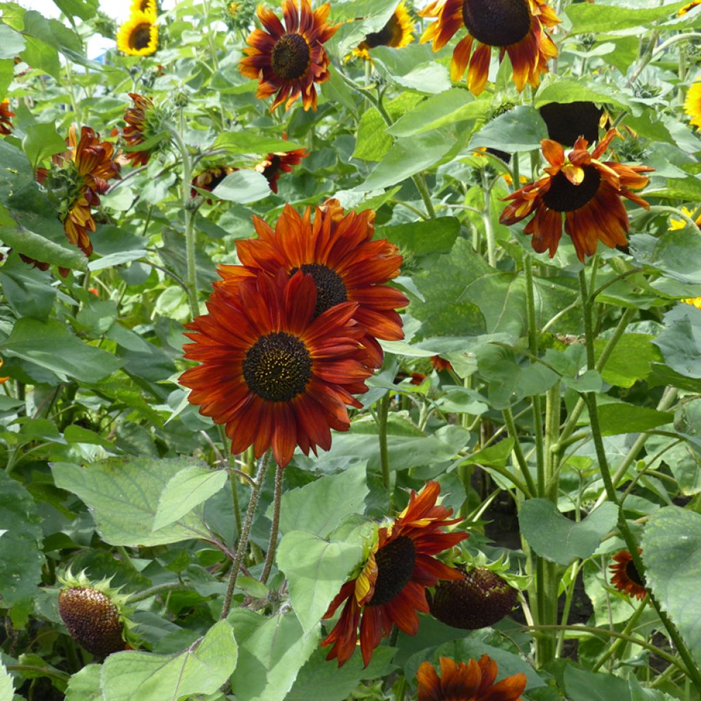 Isoauringonkukka Velvet Queen (siemenet)