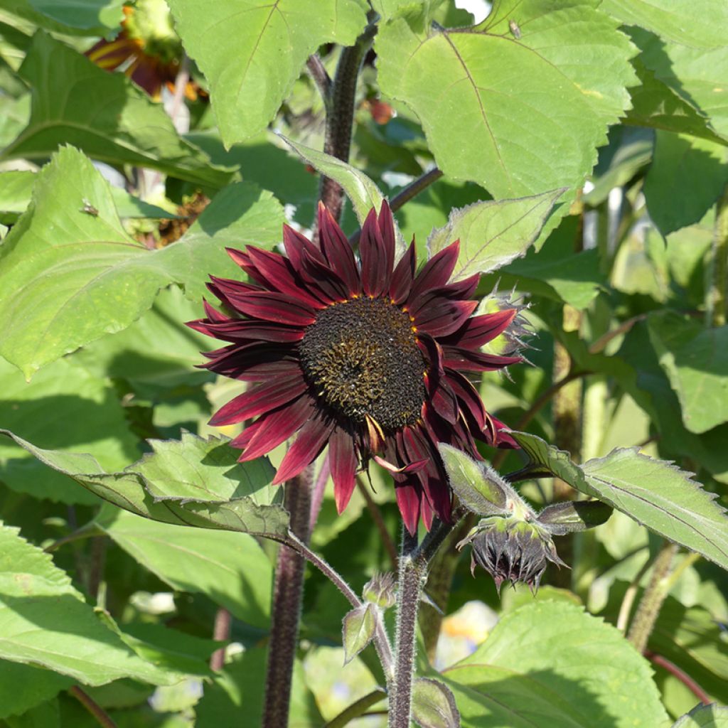 Isoauringonkukka Velvet Queen (siemenet)