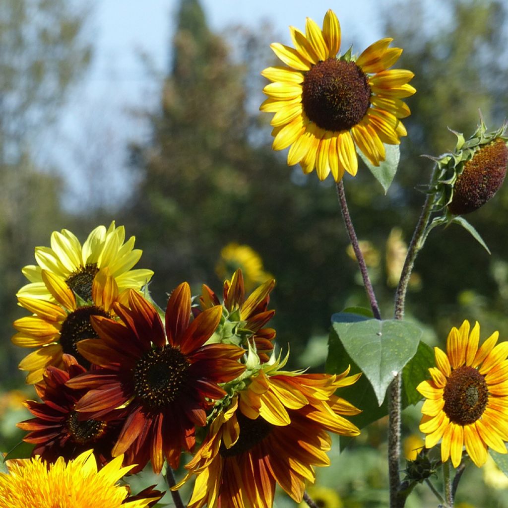 Isoauringonkukka Autumn Beauty Mix (siemenet)