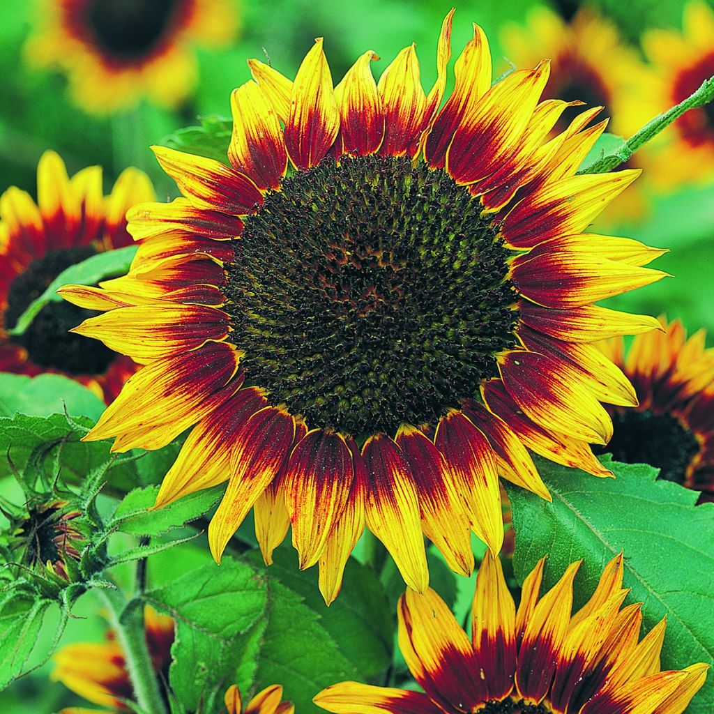 Isoauringonkukka Floristan (siemenet)