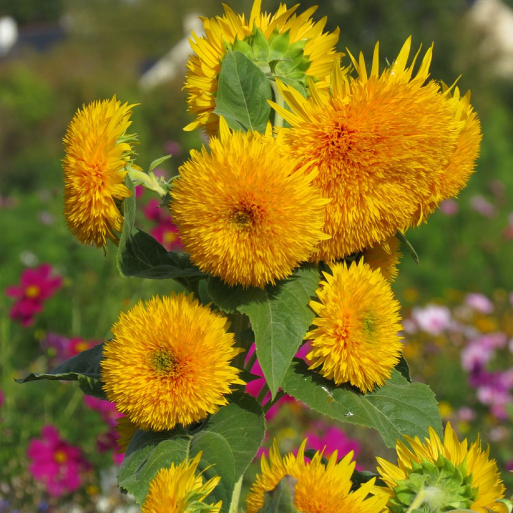 Isoauringonkukka Sungold (siemenet)