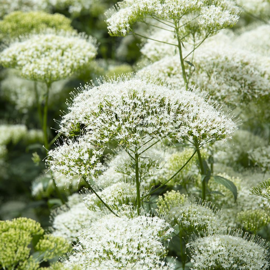 Trachelium caeruleum White Knight (siemenet)