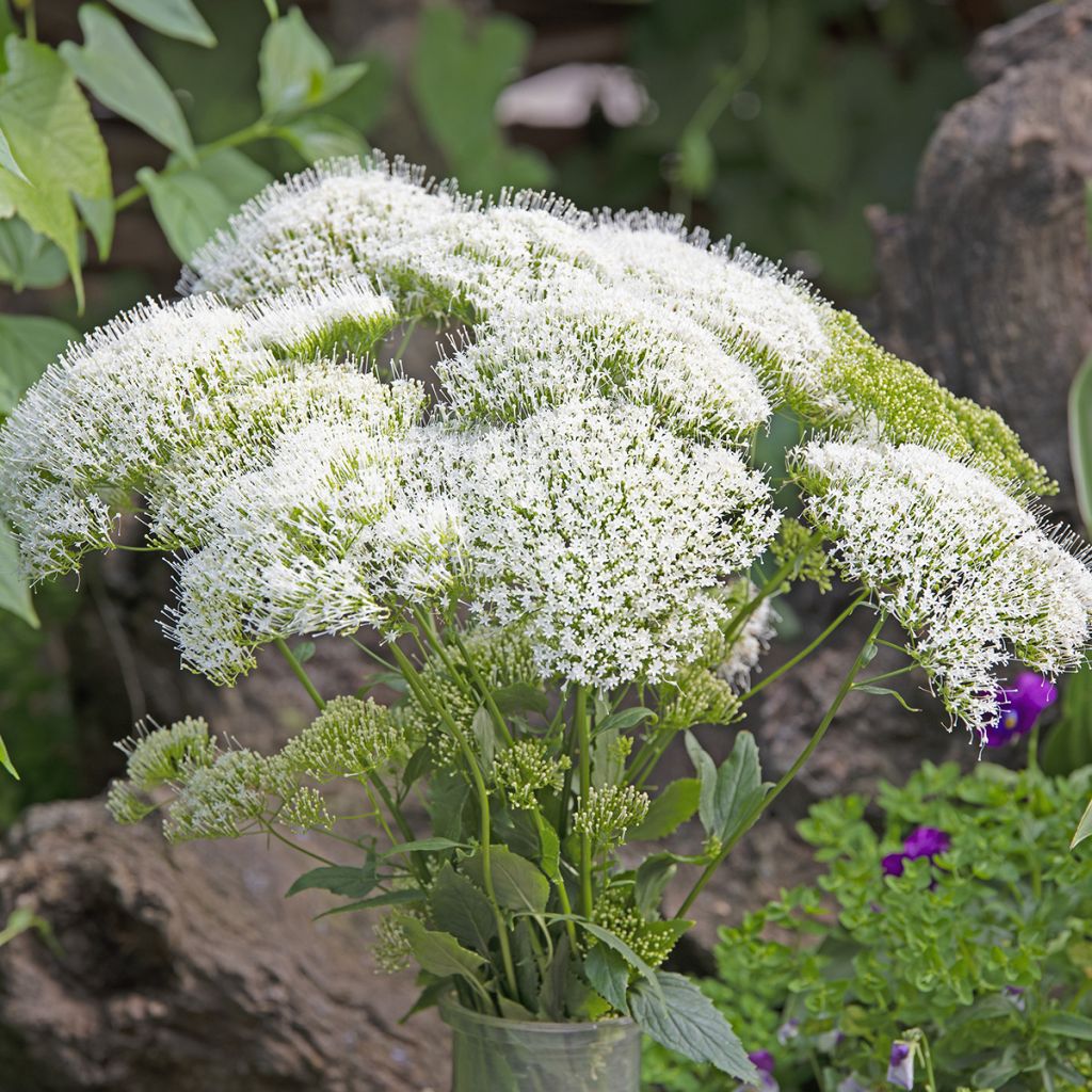 Trachelium caeruleum White Knight (siemenet)